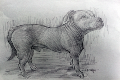Percy – pencil sketch  - dog  - Ian cuthbert Imrie