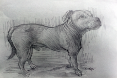 Percy â€“ pencil sketch  - dog  - Ian cuthbert Imrie