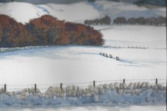 Liberkowska - pentland snow