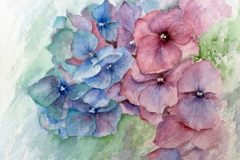 Hygrangeas  - Moira Collet